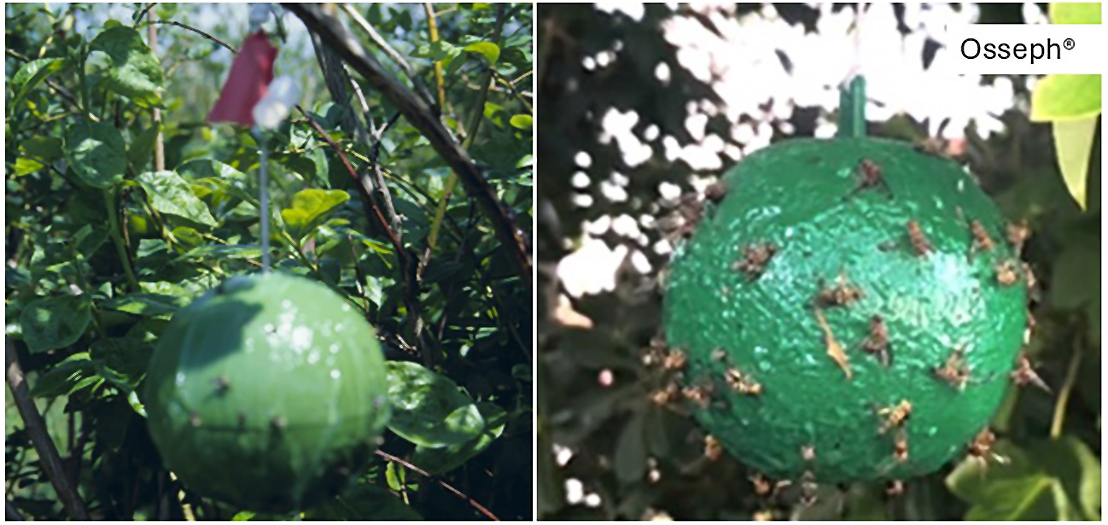 BB Maggot Green Balls Figure 8.jpg